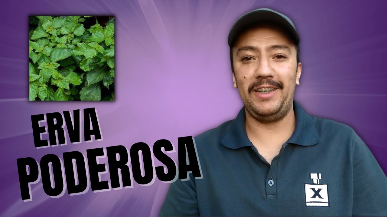 Como &eacute; o CHEIRO de PATCHOULI ? | NOTAS | XEROSO