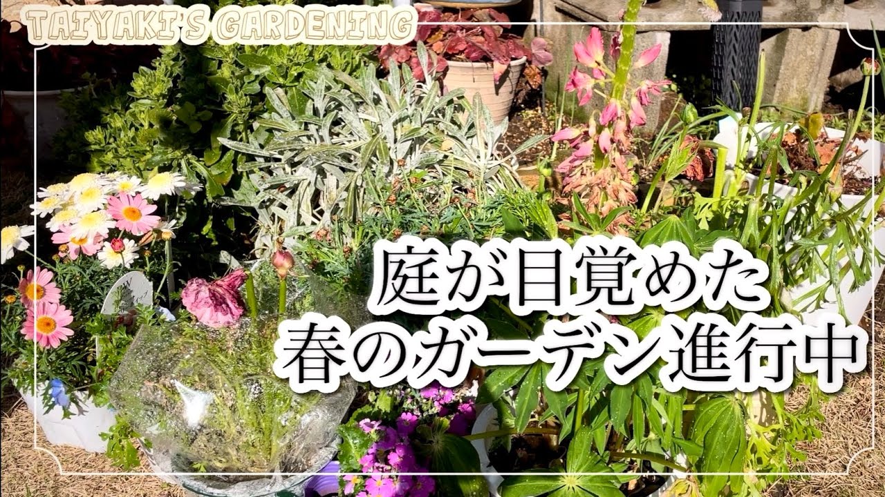 冬の庭から春へ｜3月上旬のガーデンと新芽の変化