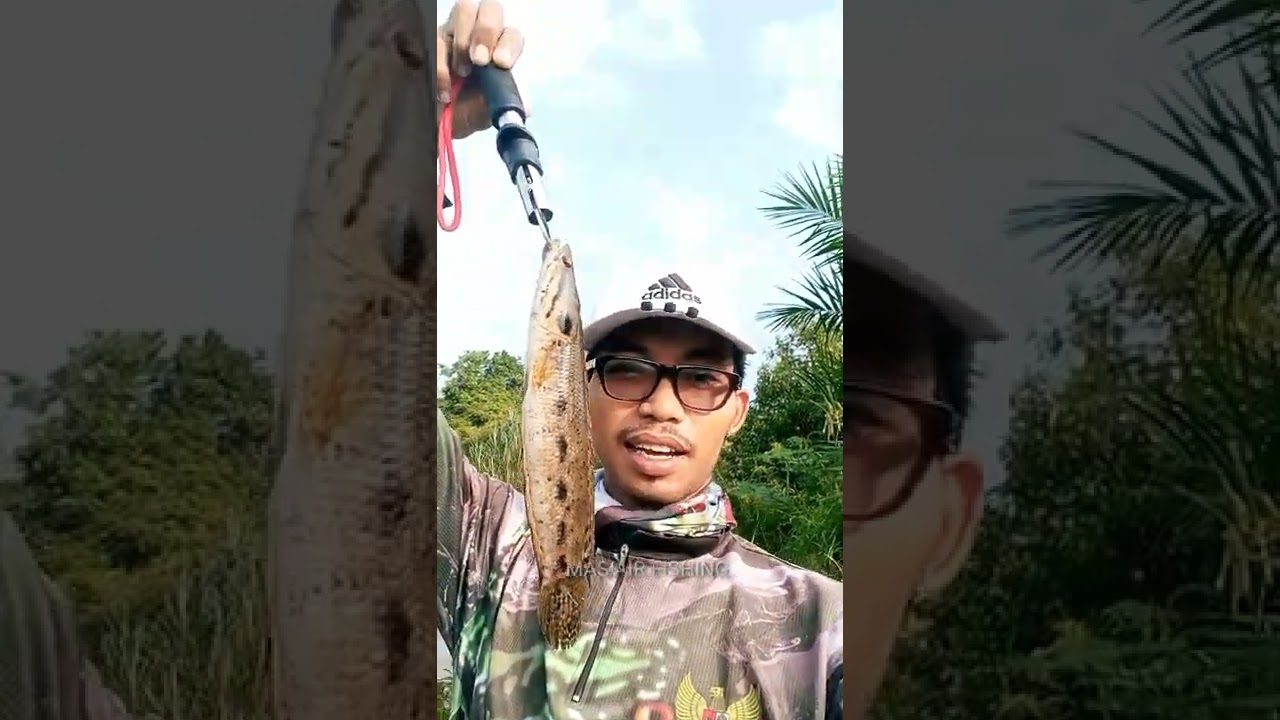 ngentul ikan chana lucius dengan umpan sotflure!