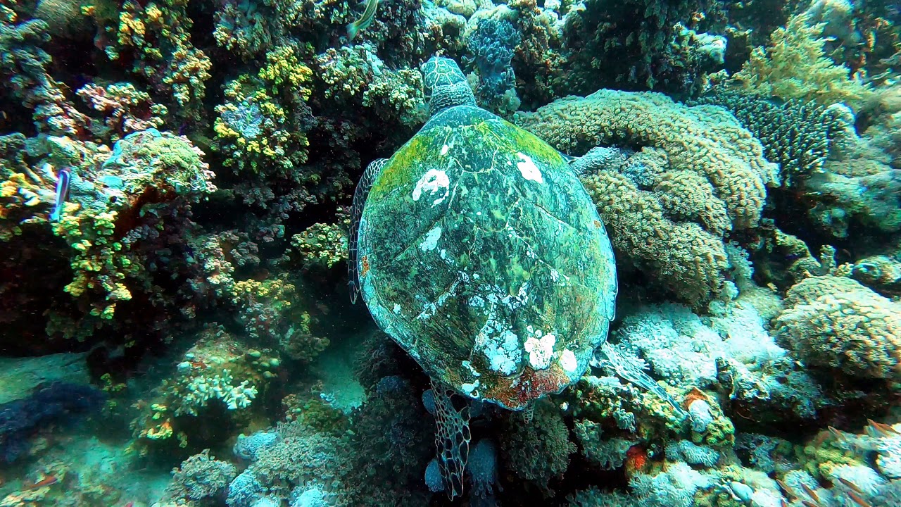 Diving in Egypt, Sharm El Sheikh. Jackson Reef and Thomas Reef, 2021. 4K
