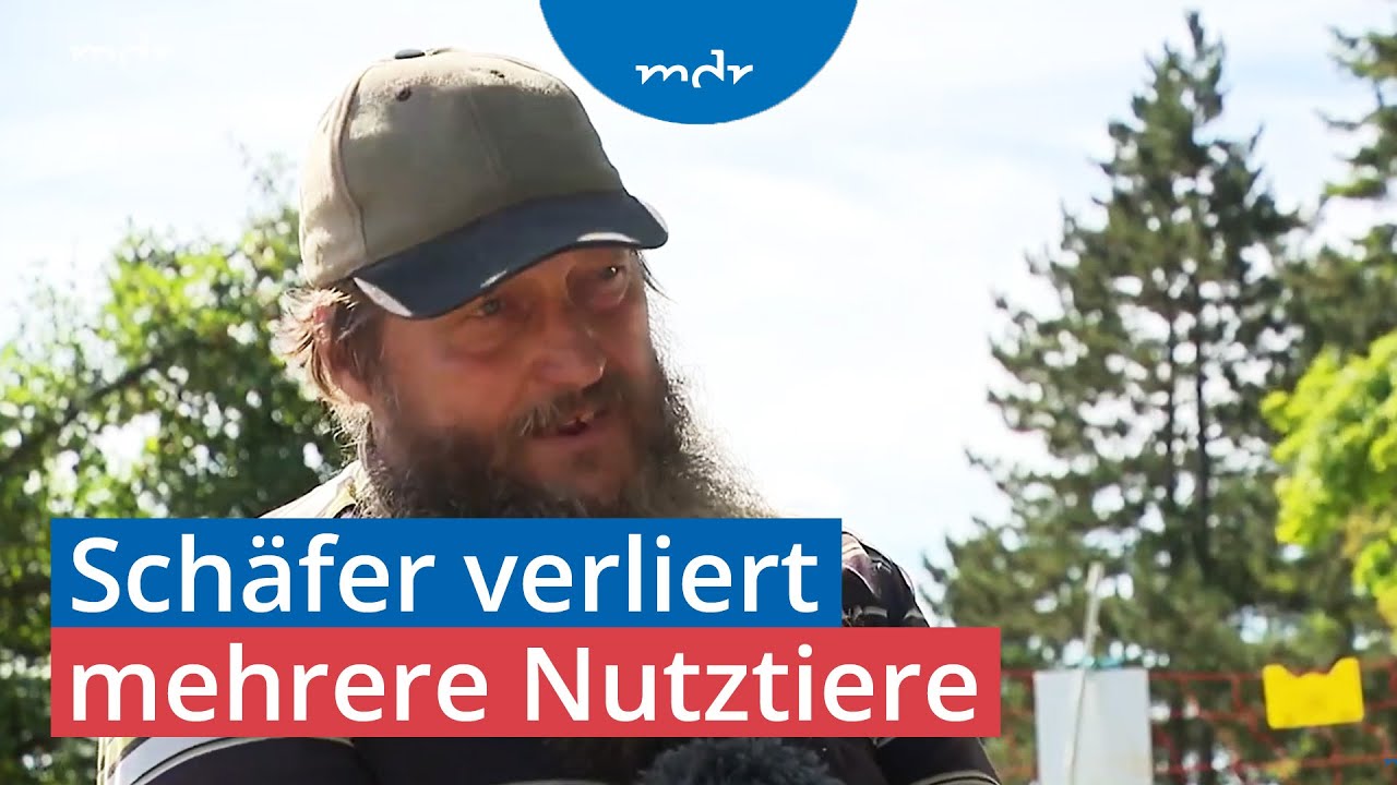 Elf Tiere gerissen: Steckt ein Luchs dahinter? | MDR TH&Uuml;RINGEN JOURNAL | MDR