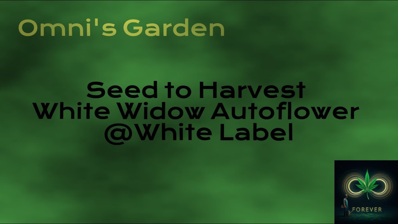 02 Seed To Harvest   White Widow AF by White Label &ndash; Mit Clipchamp erstellt
