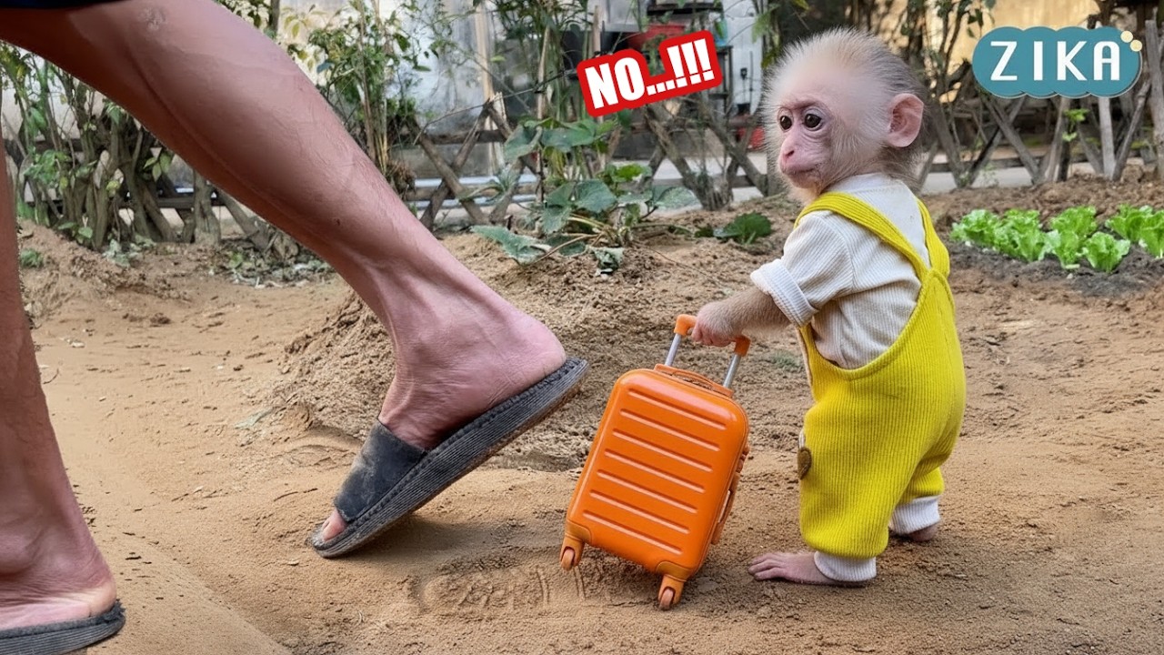 OH NO!!! Baby monkey Zika has run away from home