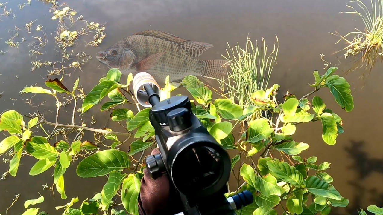 Ikan babon pada minggir MUSIM HUJAN RAWA PADA BANJIR