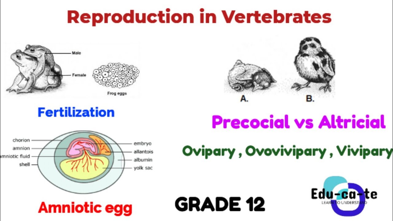 Reproduction in Vertebrates - Full Revision grade 12 Life Sciences