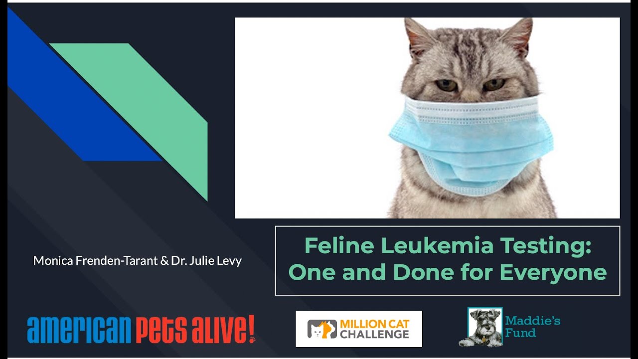 Feline Leukemia Testing: One and Done for Everyone - webcast