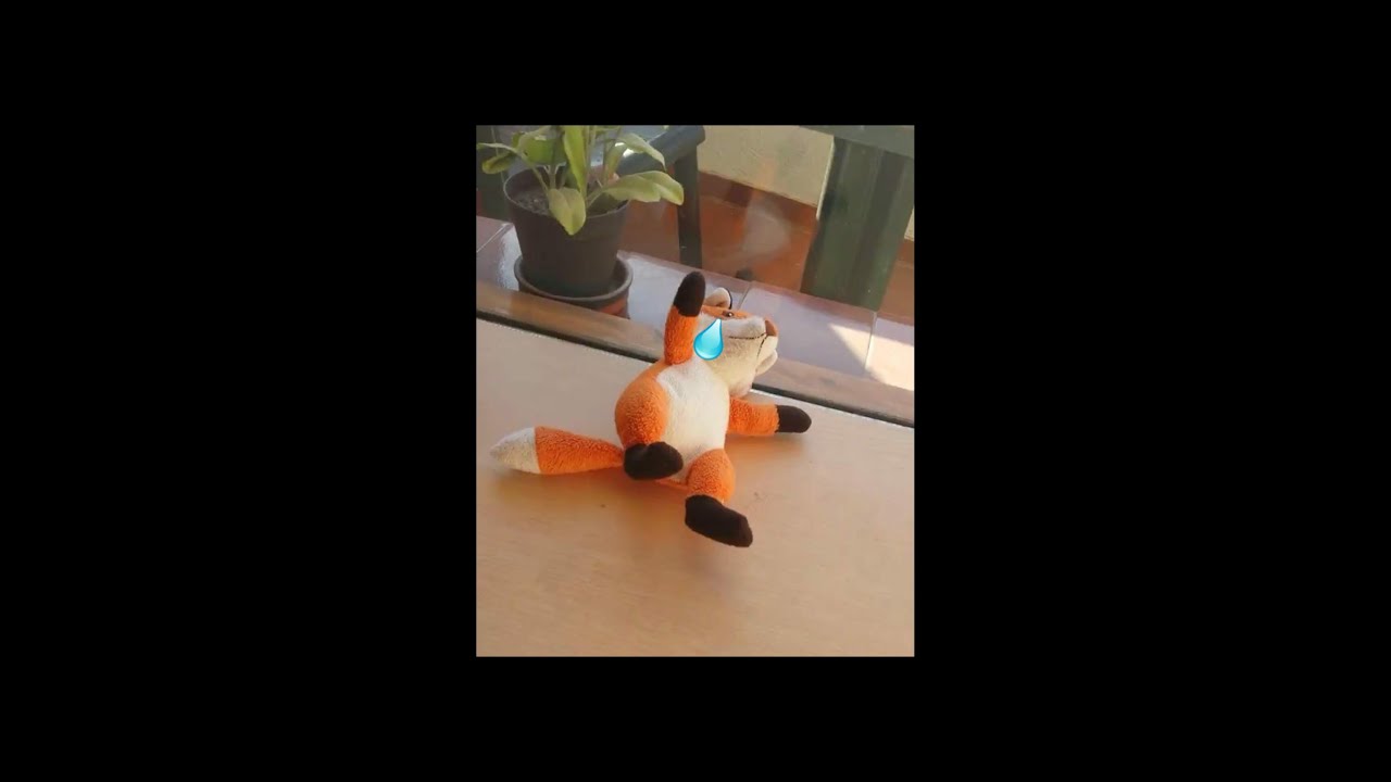 Zorrito muere en vivo y en directo