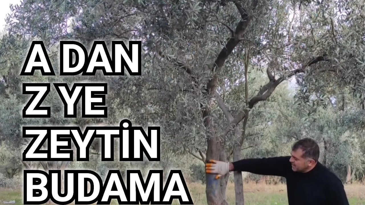Zeytin Ağacı Budamanın Tüm Ayrıntıları