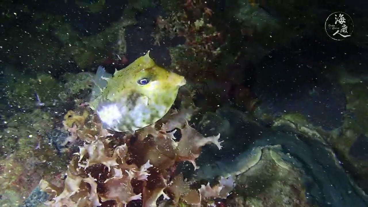 東北潛/2023.07/The Northeast Coast scuba diving