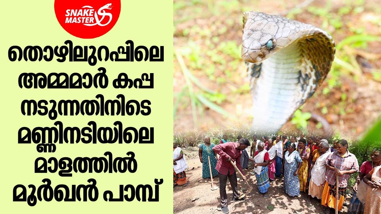 തൊഴിലുറപ്പിലെ അമ്മമാർ രക്ഷപ്പെട്ടത് തലനാരിഴയ്ക്ക് | Snakemaster EP 926