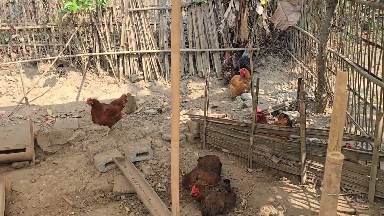 Puzawnte huan ram en in kan kal. Naupang ho nen kan hlim tlang hle.