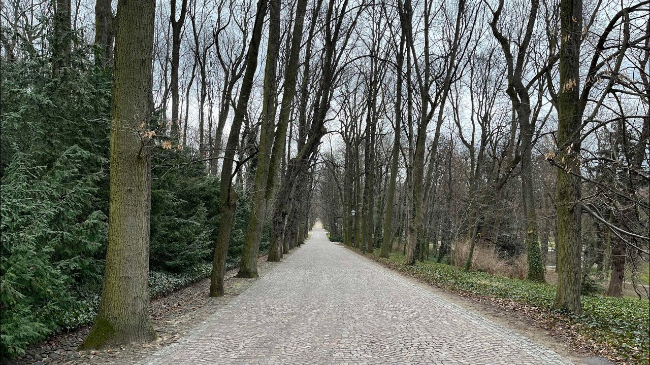 Woods in Warsaw 