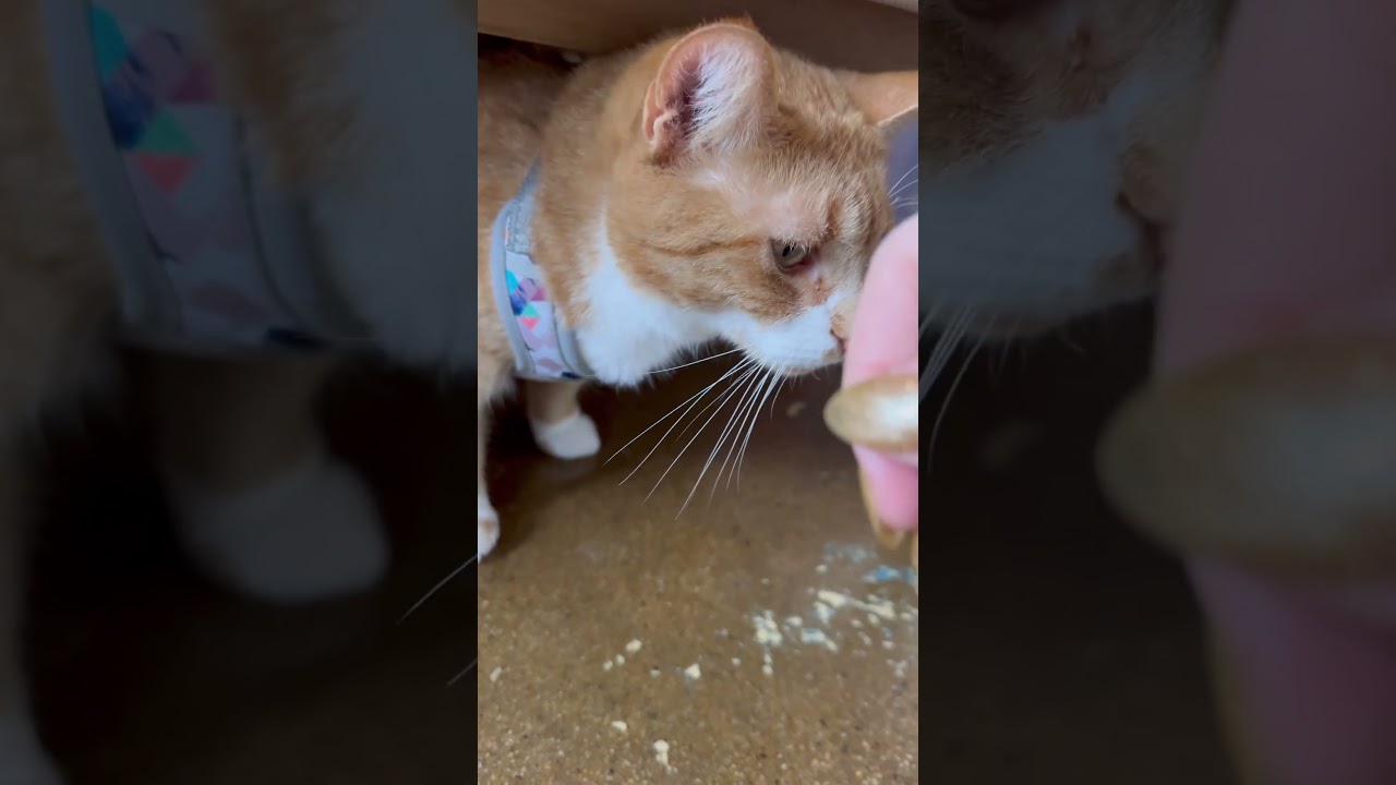 Мой кот только что заступился за своего брата? 😱🤯 #catmanjohn #russellthecat #talkingcat #hunger4...