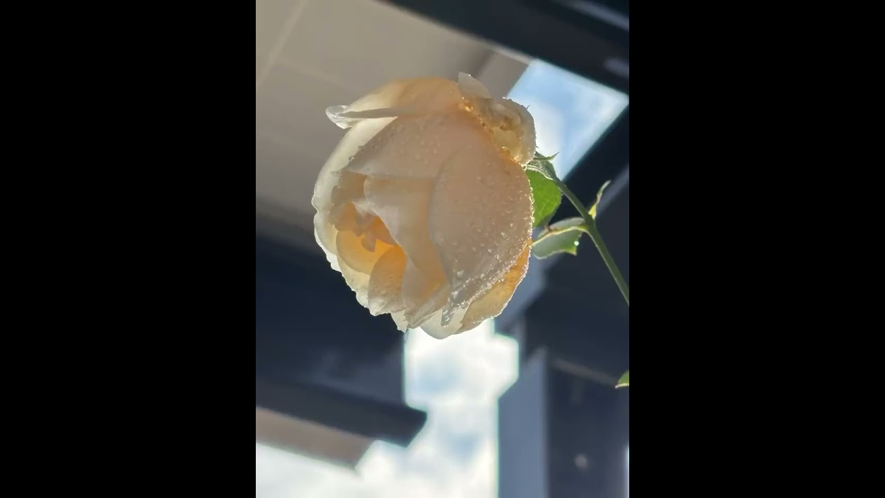 希靈頓夫人像個乾淨優雅氣質與世無爭的少女。重踩月季坑的第二品，等好久才來的花苞，一度不持希望，卻讓我收獲好多美美的鏡頭6/30入手4吋盆、9/8首花、10/30復花、12/20 第三度、元旦第四度來花