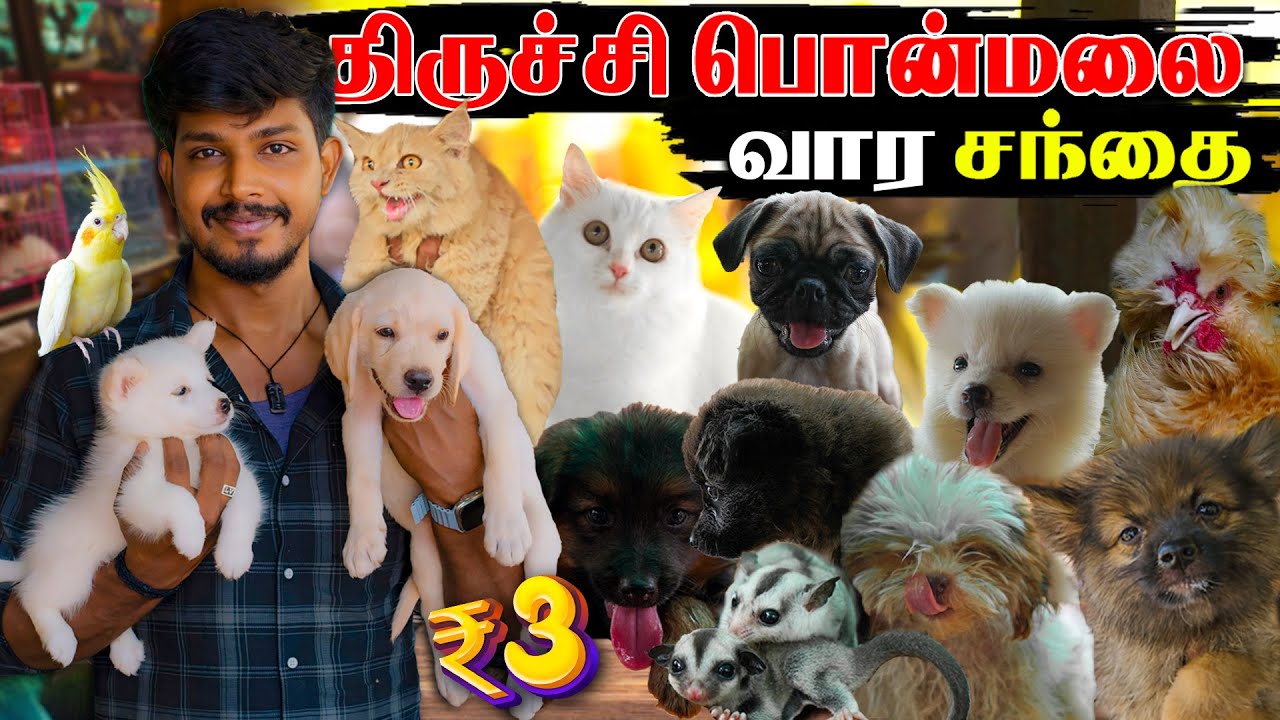 Ponmalai Pets Market 🐶 | குறைந்த விலையில் செல்ல பிராணிகள் | Vj Machi