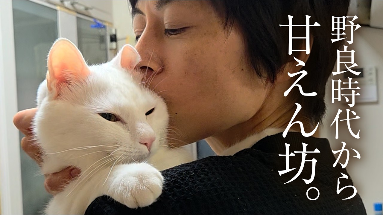 どんどん甘えん坊になっていく白猫。