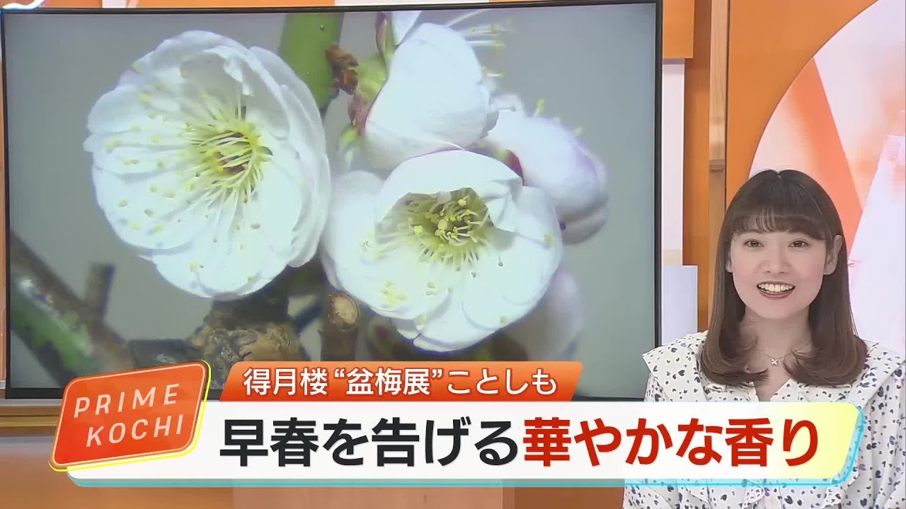 「樹齢150年」の古木も…高知の老舗料亭・得月楼で「盆梅展」 龍のような名木が彩る (26/02/19 16:50)