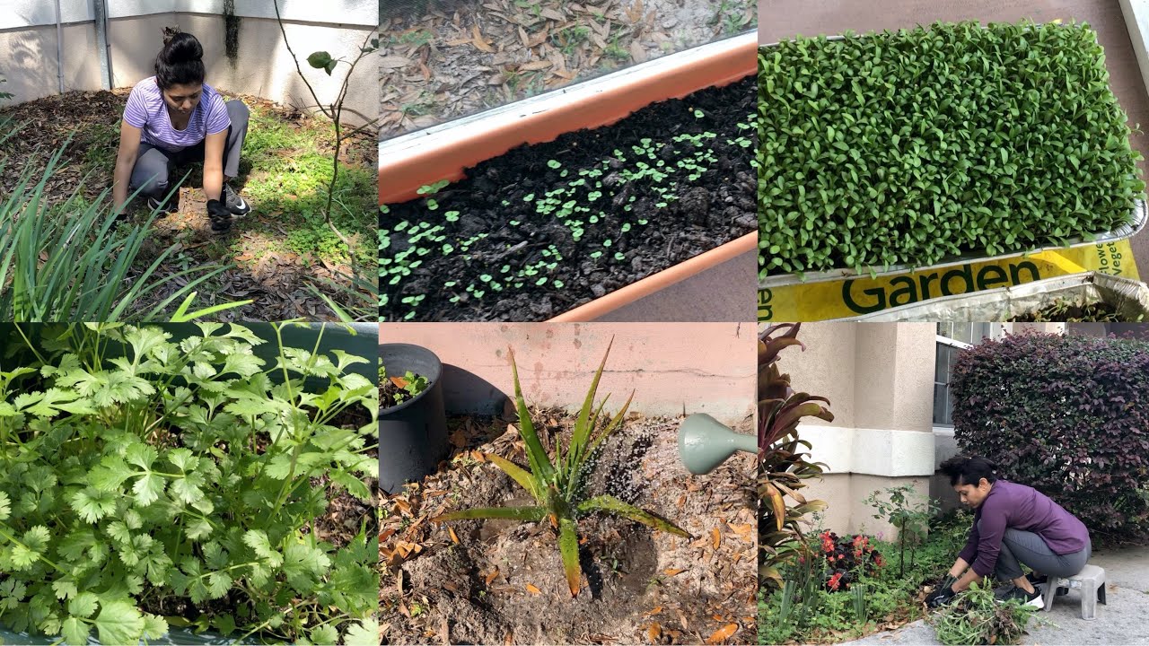 #StayAtHome Garden Cleaning Planting Vegetable Herbs Video Vlog | Bhavna's Kitchen