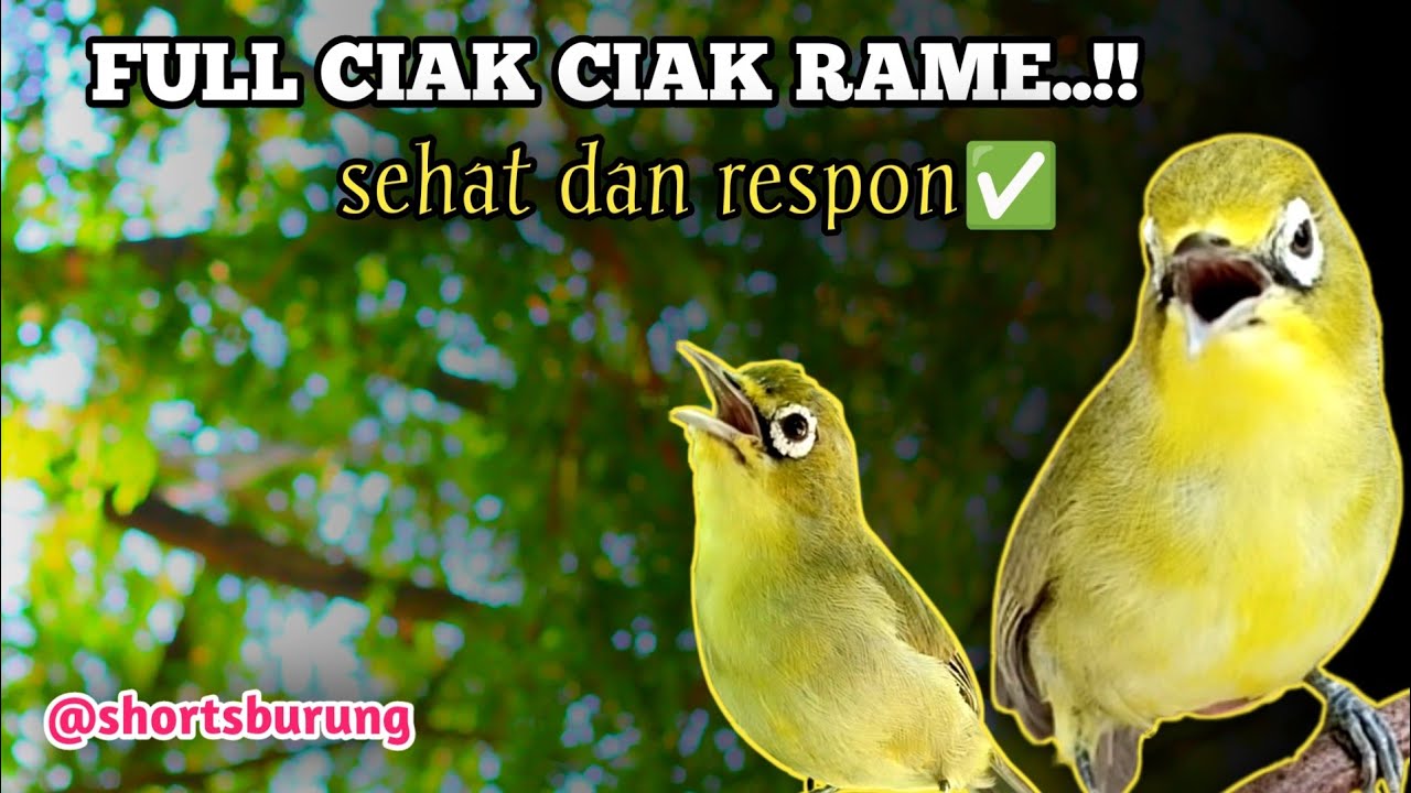 MASTERAN KECIAL KUNING LOMBA SUARA CIAK CIAK JOSS || TERAPI KECIAL KUNING MALAS BUNYI