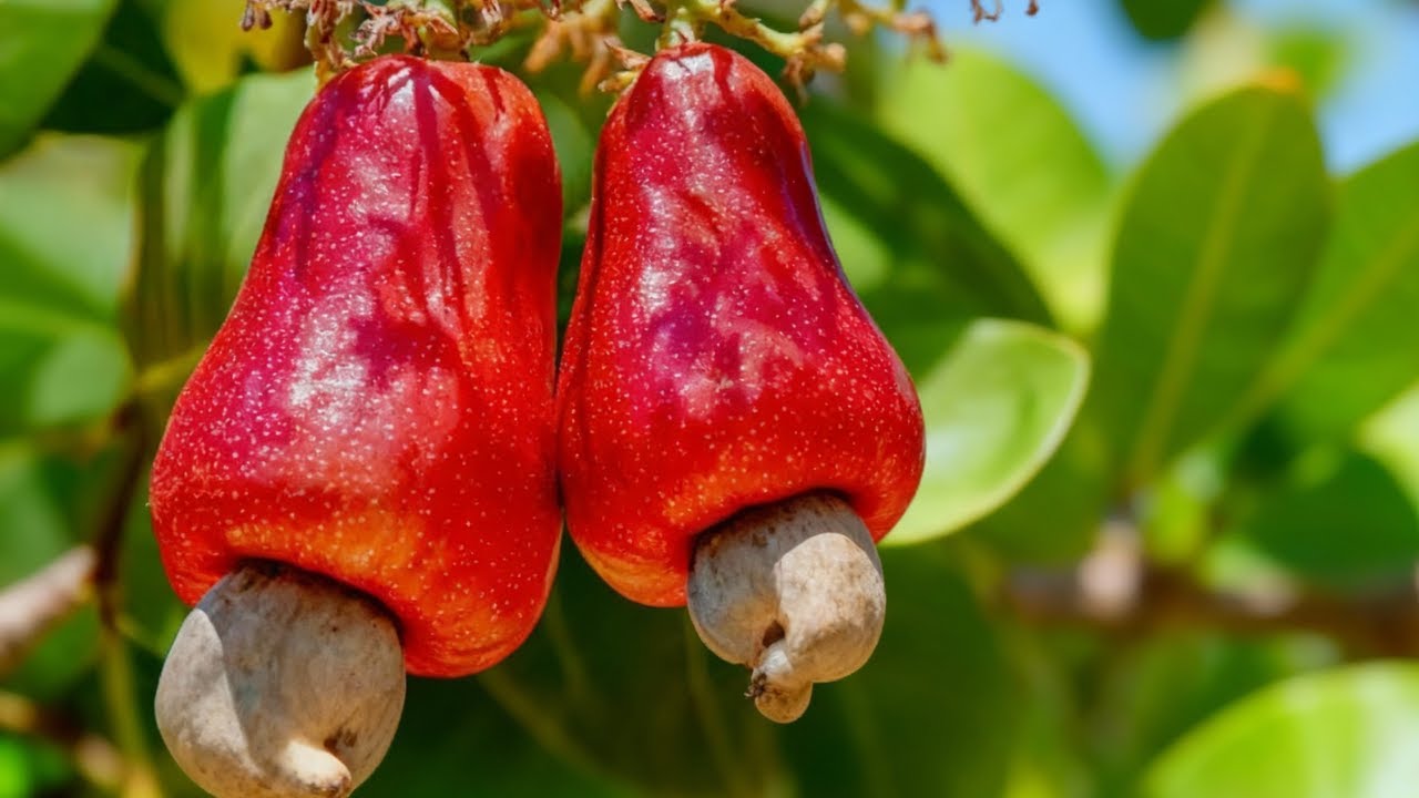 7 of the MOST DANGEROUS Fruits in the World You Should Know RIGHT NOW