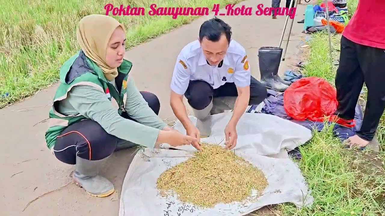 Panen Padi Demplot dipoktan Sauyunan 4