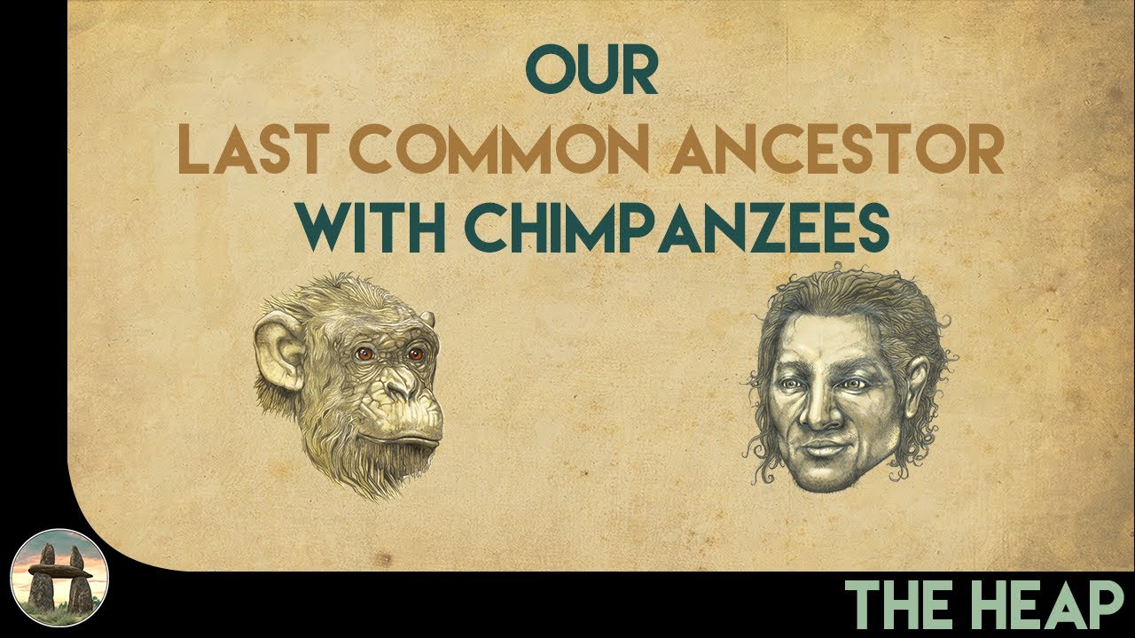 The Last Common Ancestor with Chimpanzees: Part One