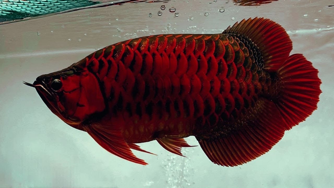 Top 8 Rare & Beautiful Super Red Arowana | High Quality Arowana Fishes