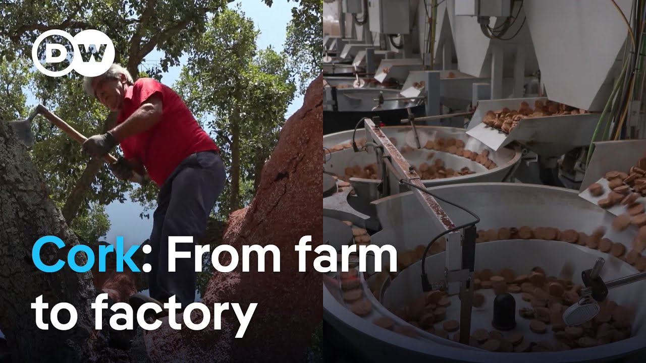 Sustainable cork: How it's harvested and what it can do | Focus on Europe