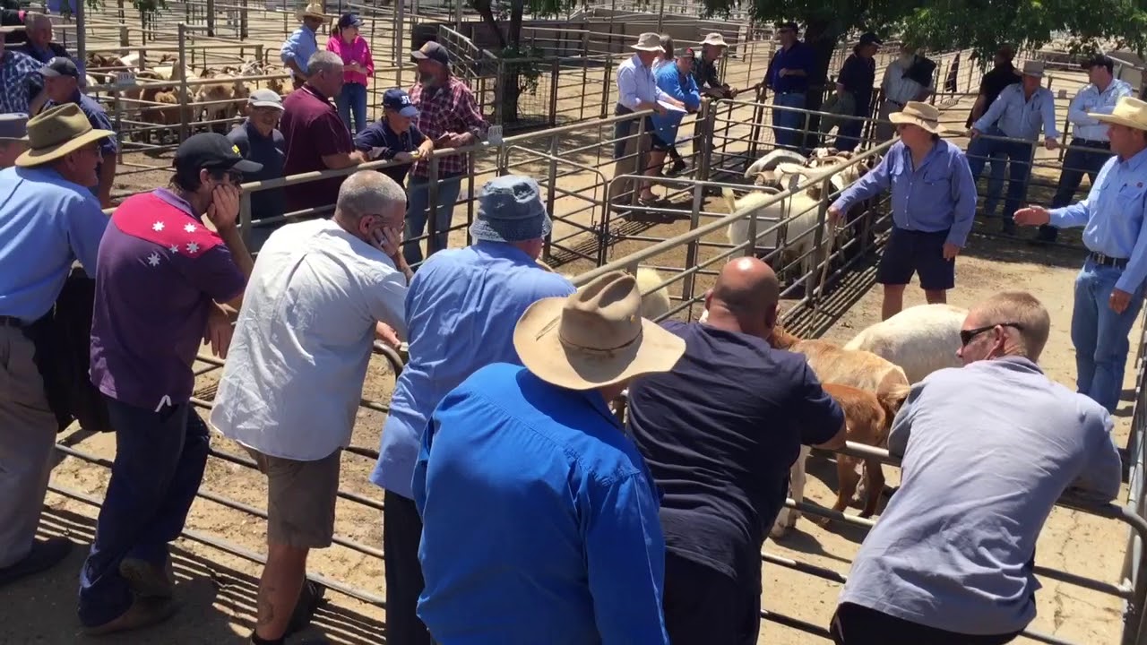 Dubbo goat sale November 14
