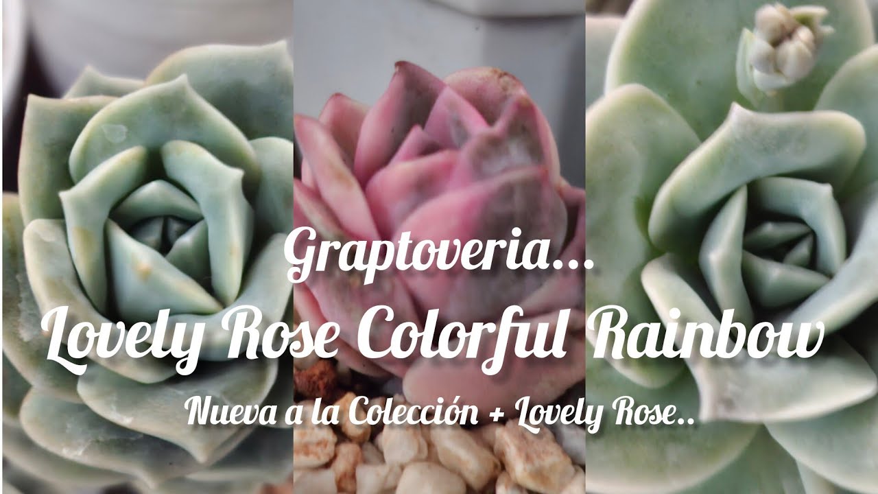 Graptoveria Lovely Rose Colorful Rainbow Variegada.  Nueva a la Colección. +Lovely Rose. #plantas 