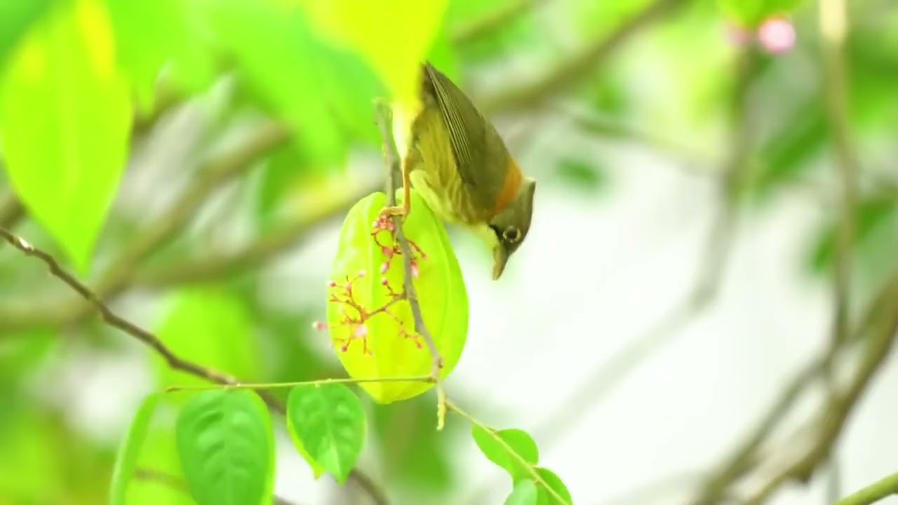 Healing Piano with Birds for Focus   Enhance Mental Clarity and Quick Recovery