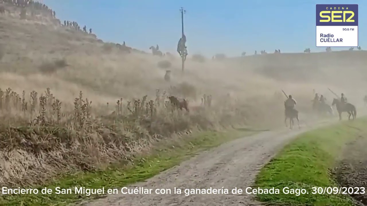 Encierro de San Miguel en Cuéllar con los toros de Cebada Gago. 30/09/2023
