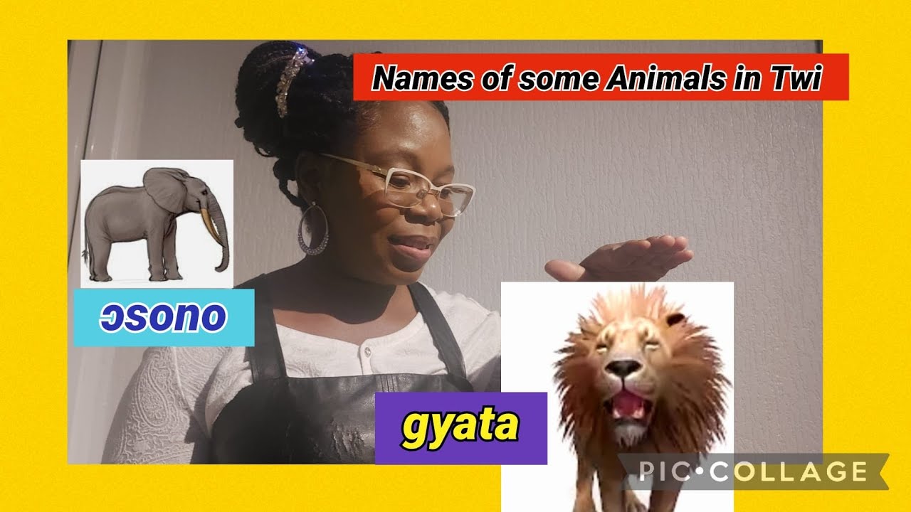 Lesson 14: Some Animals Names in Twi