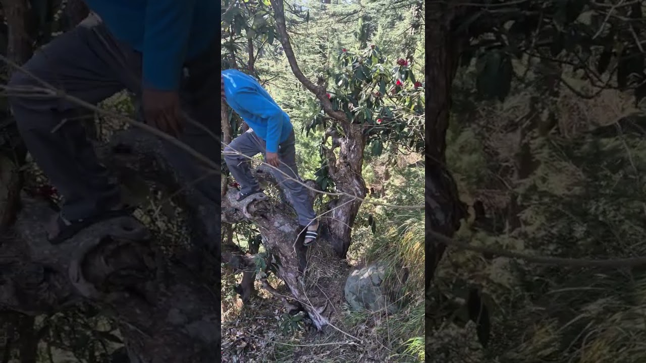 Today we picked rhododendron flowers from the tree to make chutney. Watch the full video.