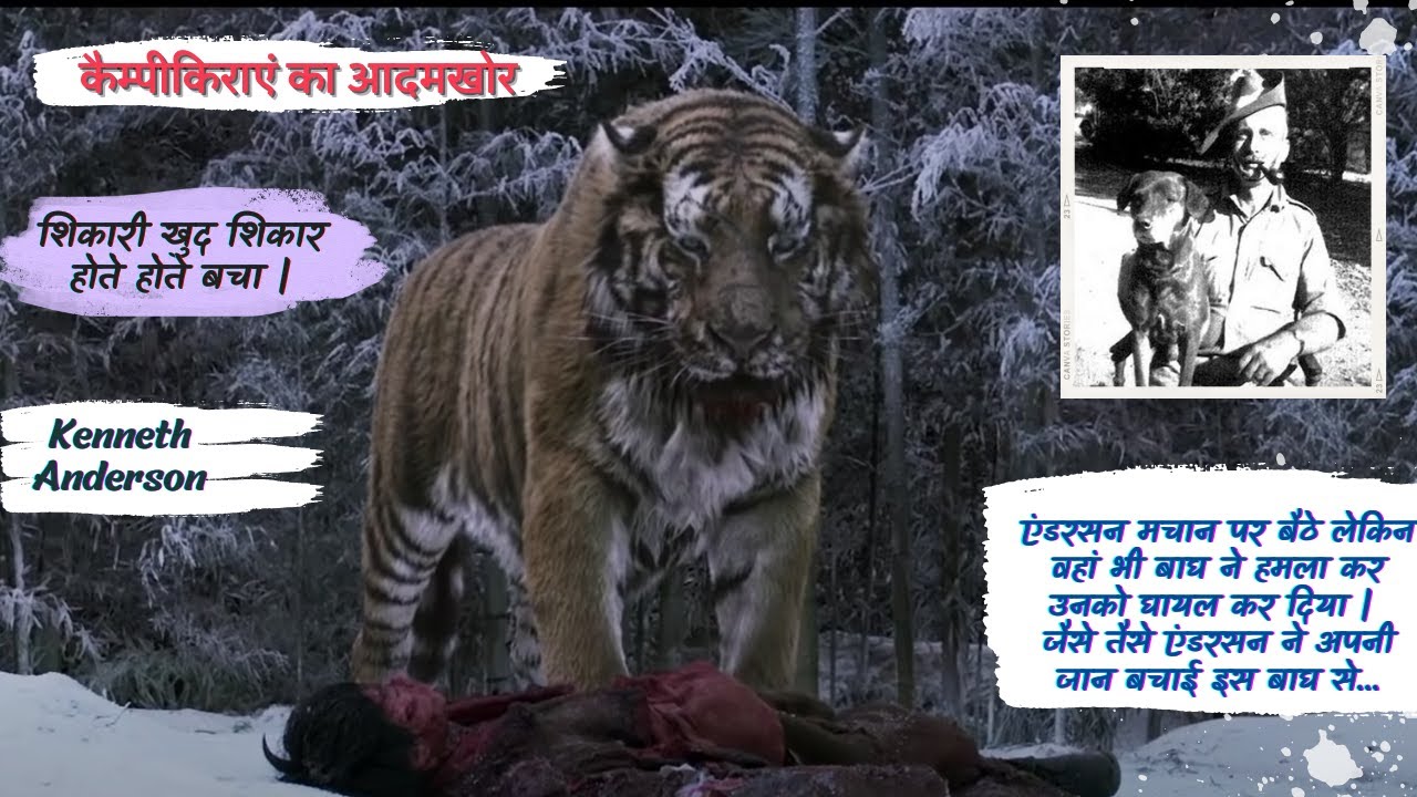 कैम्पीकिराएं का आदमखोर | शिकारी खुद शिकार होते होते बचा | #Kenneth #Anderson #CorbettLore #hunting