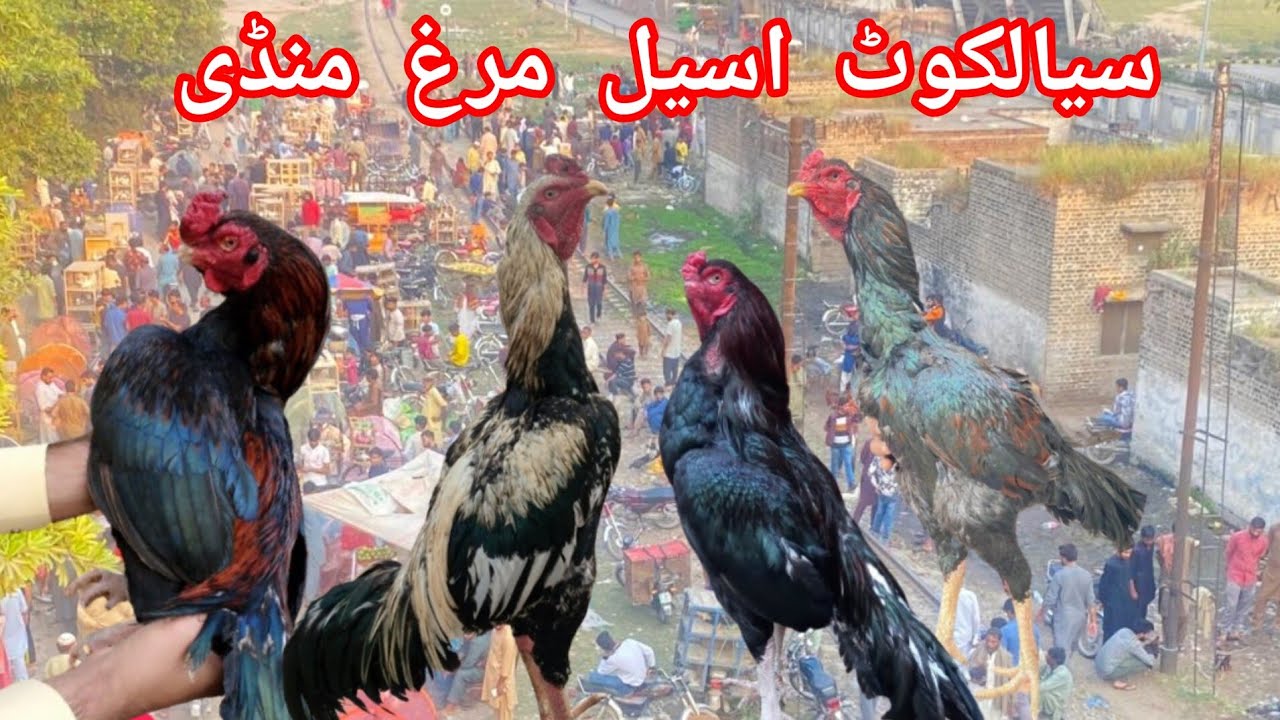 sialkot aseel murgo mandi visit and price update January 2024
