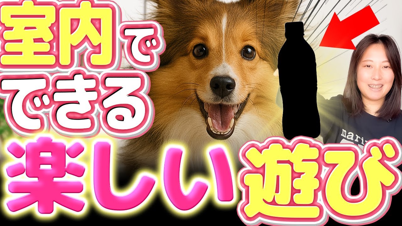 【実演】犬が喜ぶ！落ち着きを育む室内遊び2つ