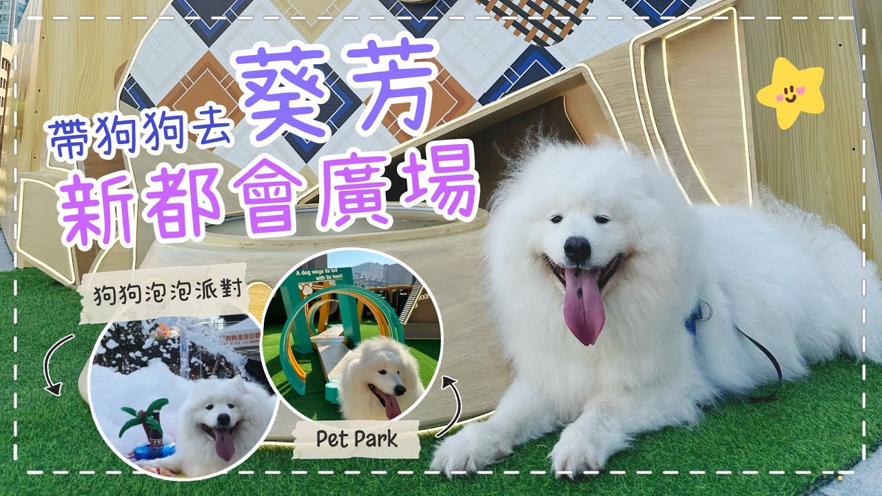 【狗狗好去處】葵芳新都會廣場的「Pet Park」開幕了！狗狗美食推介，拳頭咁大的「狗雪糕」。狗生第一次做評判！｜西摩Tako｜​⁠@big_dog_channel