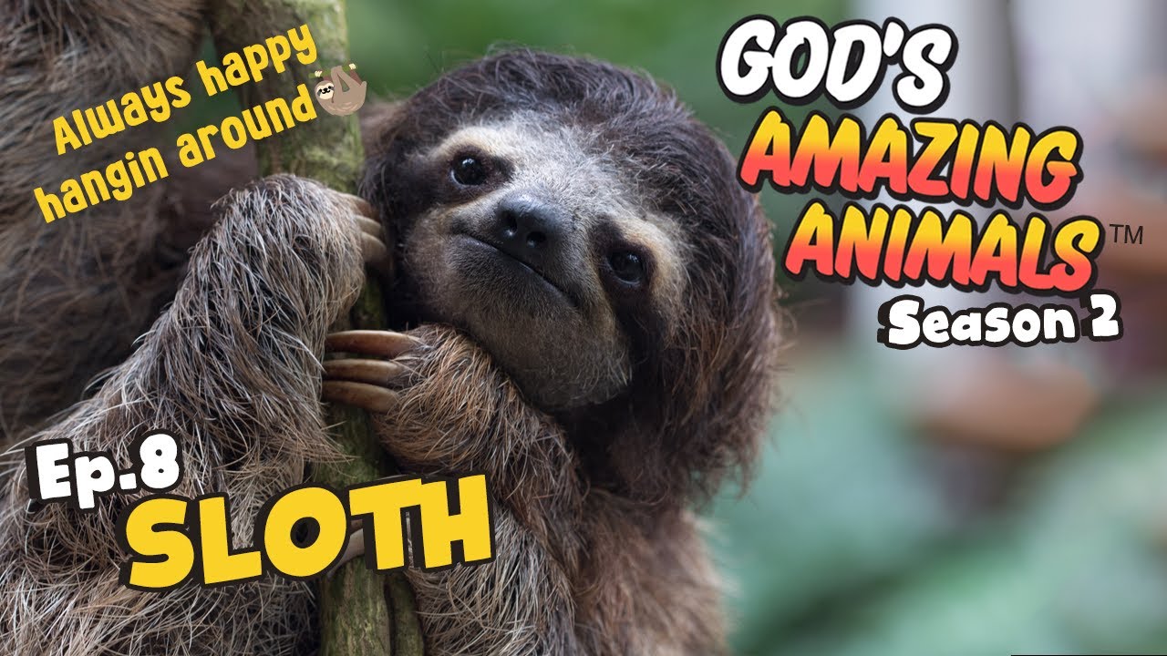 Fun Facts for Kids about Sloths | God's Amazing Animals (S2 Ep8)