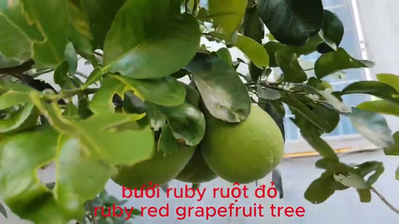 cây bưởi ruby ruột đỏ - ruby red grapefruit tree