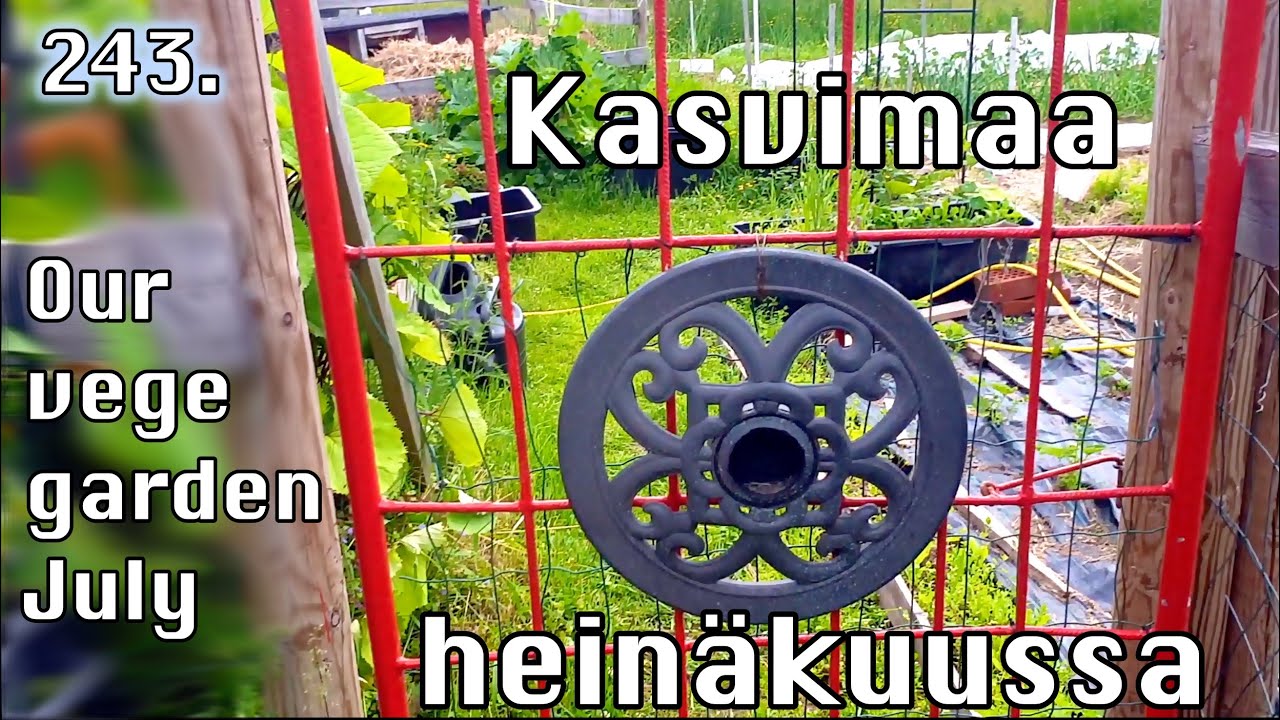 PUUTARHA HEINÄKUUSSA. #KUUSAMO #kasvimaa #puutarha #garden #hyötykasvit #omastamaasta #omavaraisuus