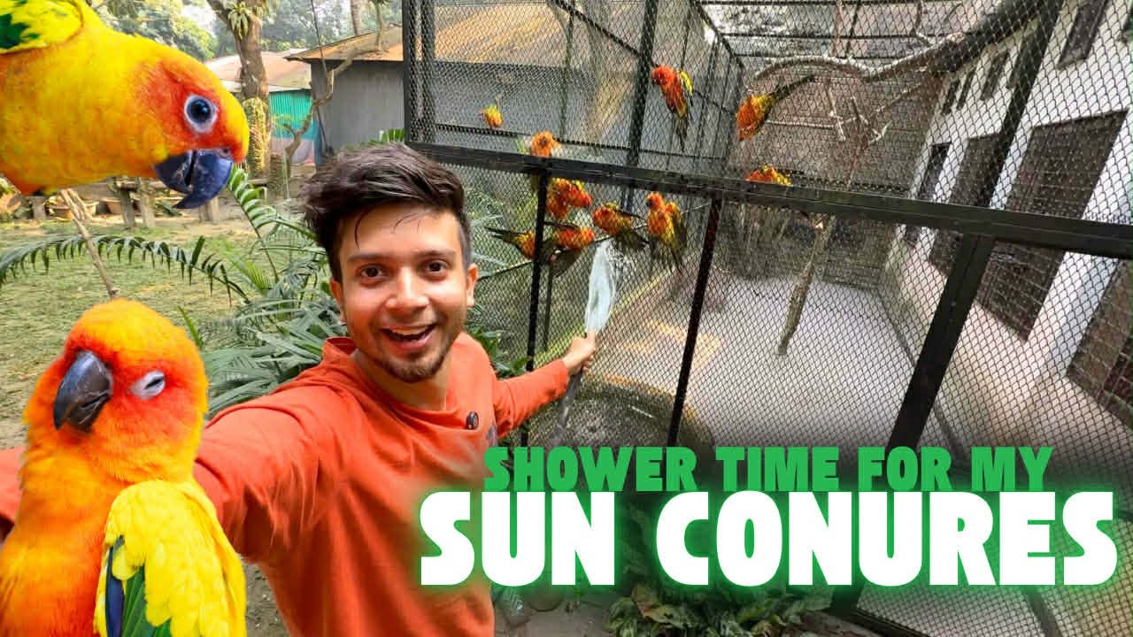 শীতের দিনেও আমার পাখিগুলোর গোসল অনেক পছন্দ 😍 #shower #birds 