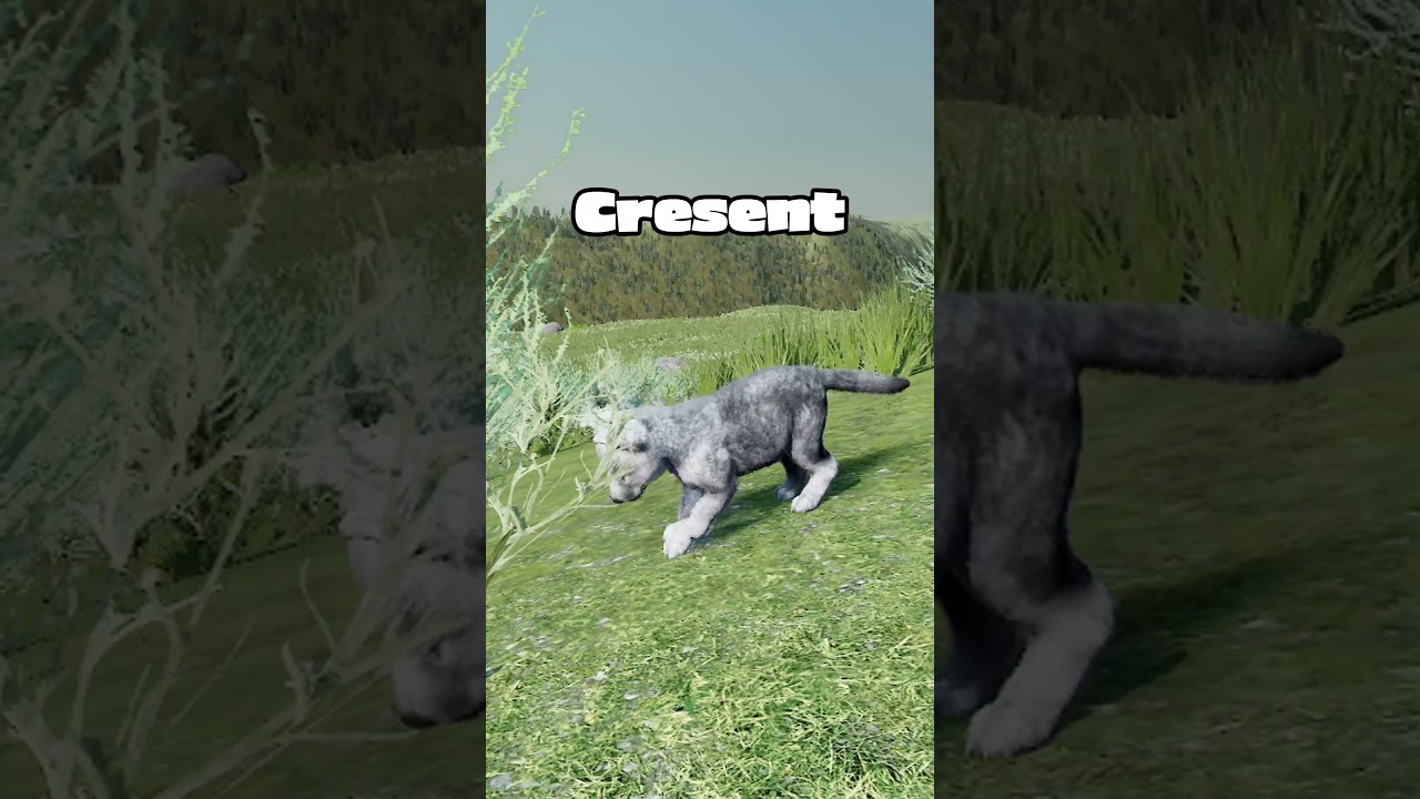 Meet Rollo x Keko's Pups! (Third Litter)  #wolf #wolfquest #wolfquest3 #game #shorts #short #games