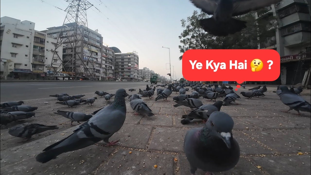 Kabootaron Ke Beech Camera! 🕊️ | Ek Creative Idea