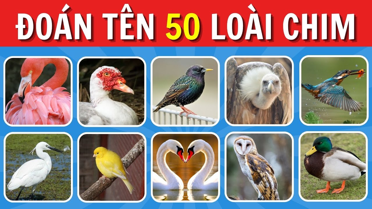 Chim Gì Đây? 50 Câu Đố Đoán Tên Các Loài Chim Khiến Bạn Bối Rối