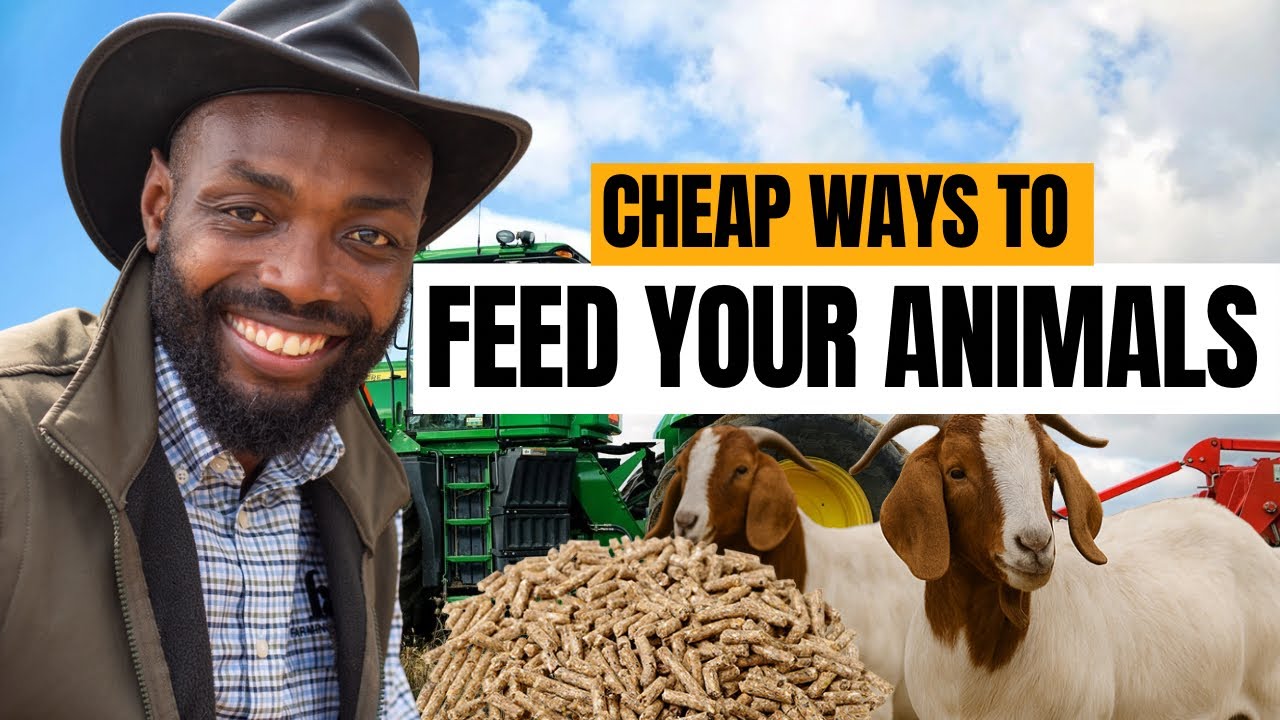 3 WAYS TO FEED YOUR ANIMALS FOR MAXIMUM WEIGHT GAIN