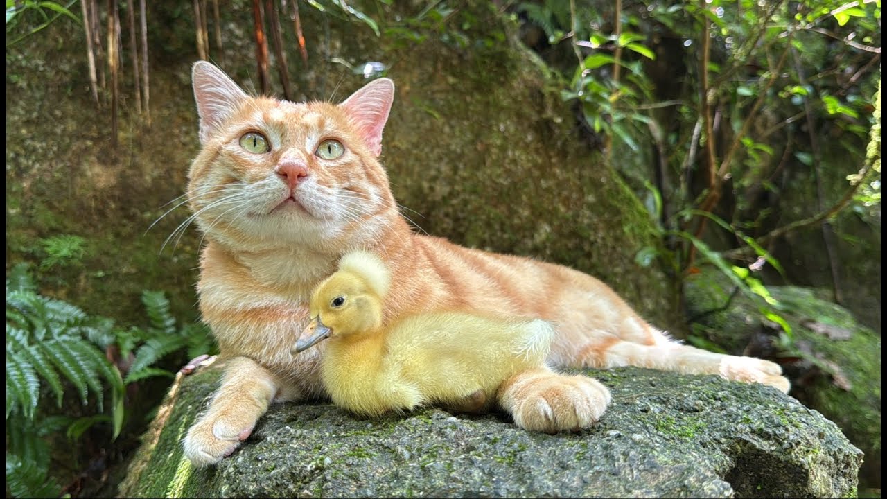 My Lovely Pet's