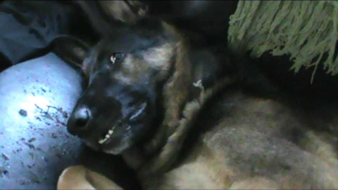 German Shepherd doesn't like bath time