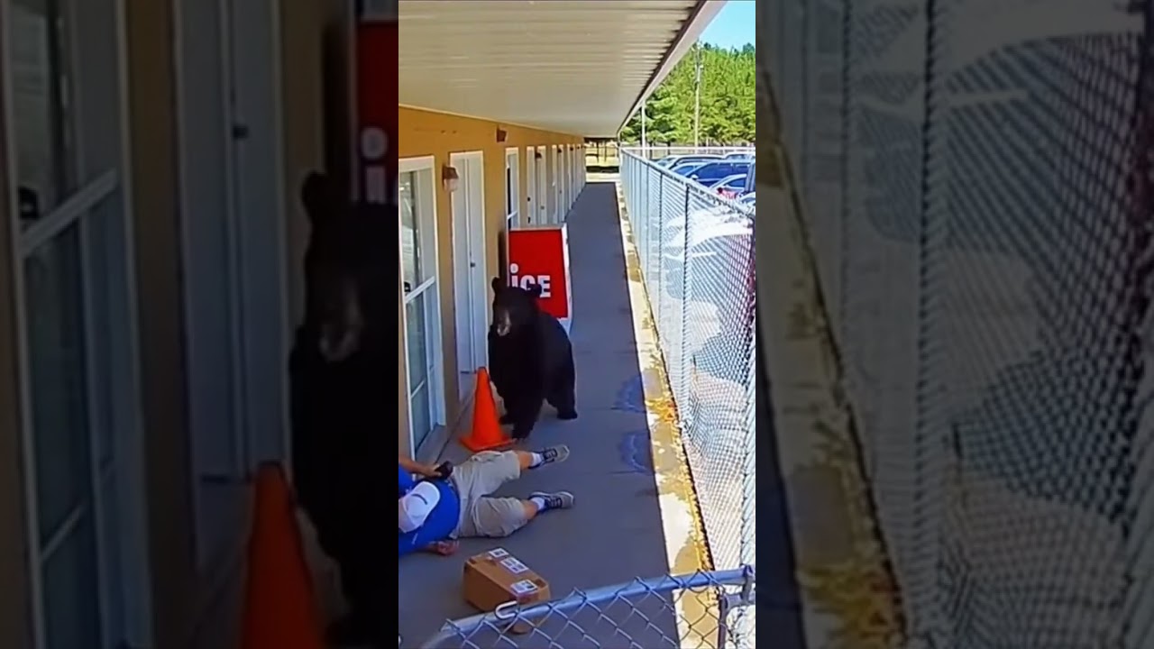 Черный медведь нападает на курьера, прижатого к огражденному проходу мотеля. 