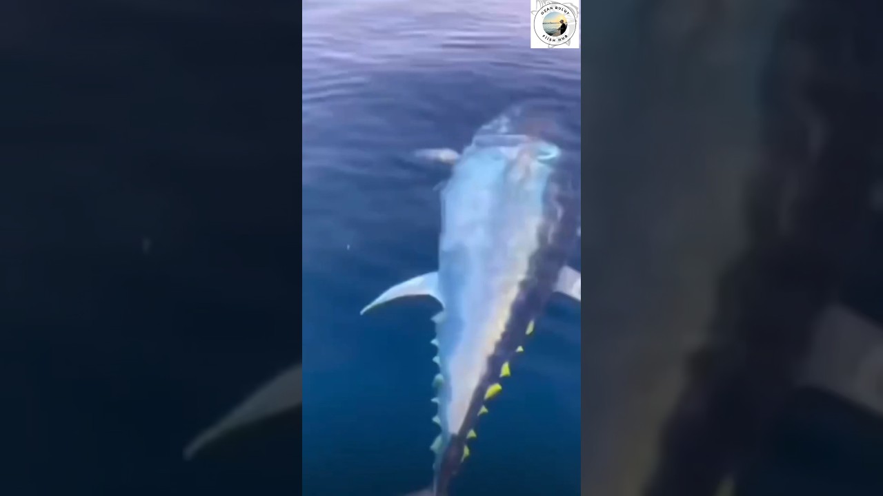 Suyu hareket ettirmeden avlanan dev orkinos avı #balıkavı #fishing #fishingvideo #shorts #balık